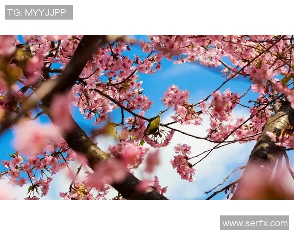 鸟夕砂岩与大阪樱花的精彩对决谁能笑到最后